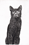 黒い猫・2009 (c007)