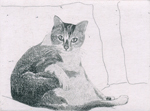 ソファーに座る猫 (c013)