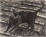 坂道の黒い猫 (c017)