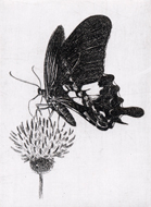 蝶とアザミ (l005)