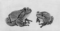 二匹の蛙(l037)